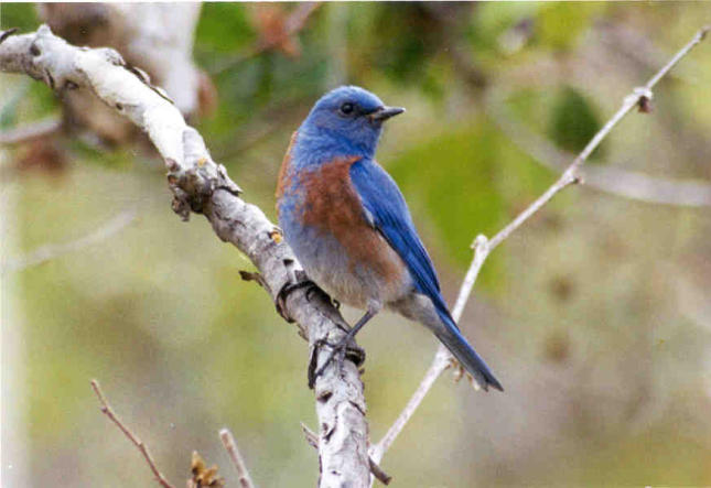 Bluebird on Branch