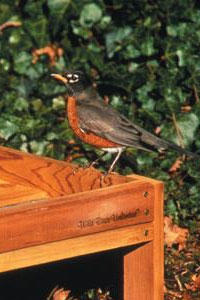 American Robin  National Wildlife Federation